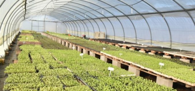 Pondrán en marcha dos planes: entrega de kits frutihortícolas y pantallas solares en los nueve departamentos