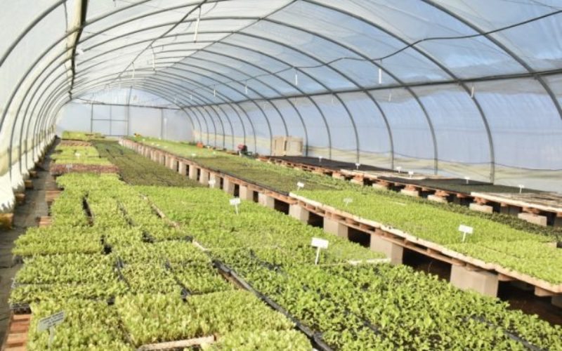 Pondrán en marcha dos planes: entrega de kits frutihortícolas y pantallas solares en los nueve departamentos