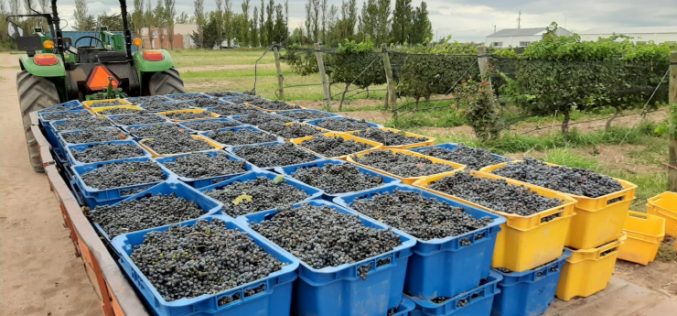 Está en marcha la cosecha de uvas para vinos en Sol Puntano