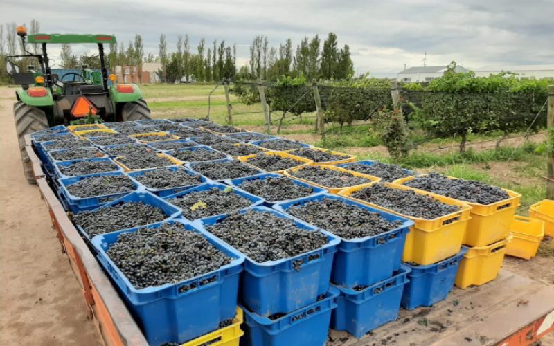 Está en marcha la cosecha de uvas para vinos en Sol Puntano