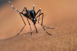 Detectan un nuevo caso de dengue importado