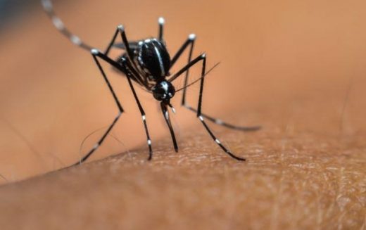 Detectaron tres nuevos casos de dengue en San Luis: el gobernador pidió a la comunidad más atención a las medidas de prevención