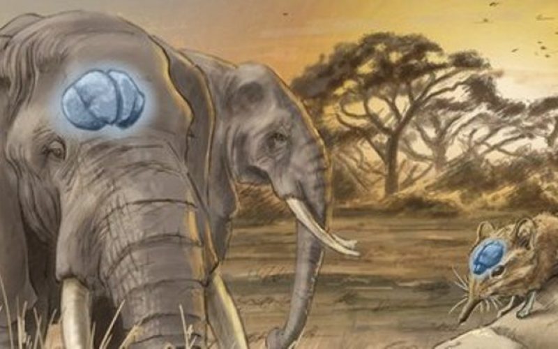 Los cerebros crecen con las grandes crisis