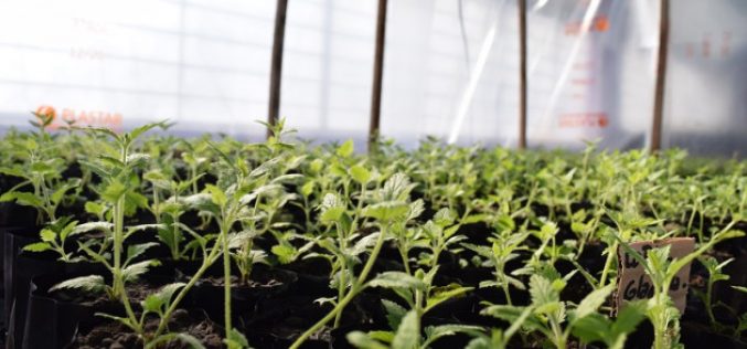 Viveros provinciales: otra opción para recorrer y aprender sobre nuestra flora nativa