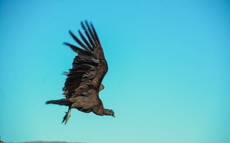 Francisco’ extendió sus grandes alas y surcó el cielo de las Sierras Centrales