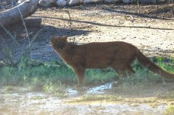 Avistaron un yaguarundí en Nogolí