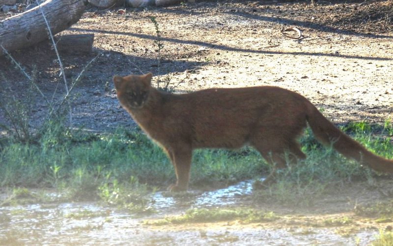 Avistaron un yaguarundí en Nogolí